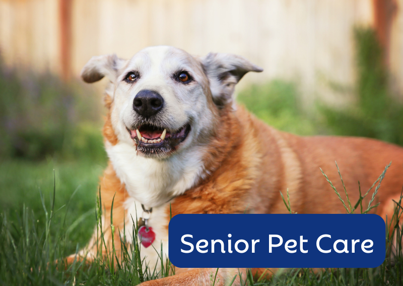Carousel Slide 3: Welcoming all senior pets for wellness care