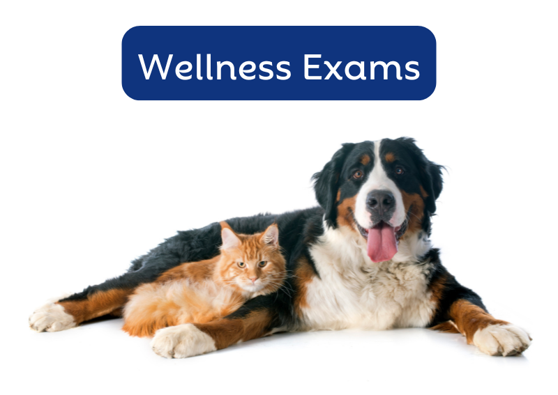 Carousel Slide 1: Offering wellness exams for our feline and canine clients