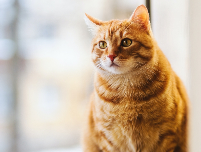 Riverton Veterinary Clinic Policies