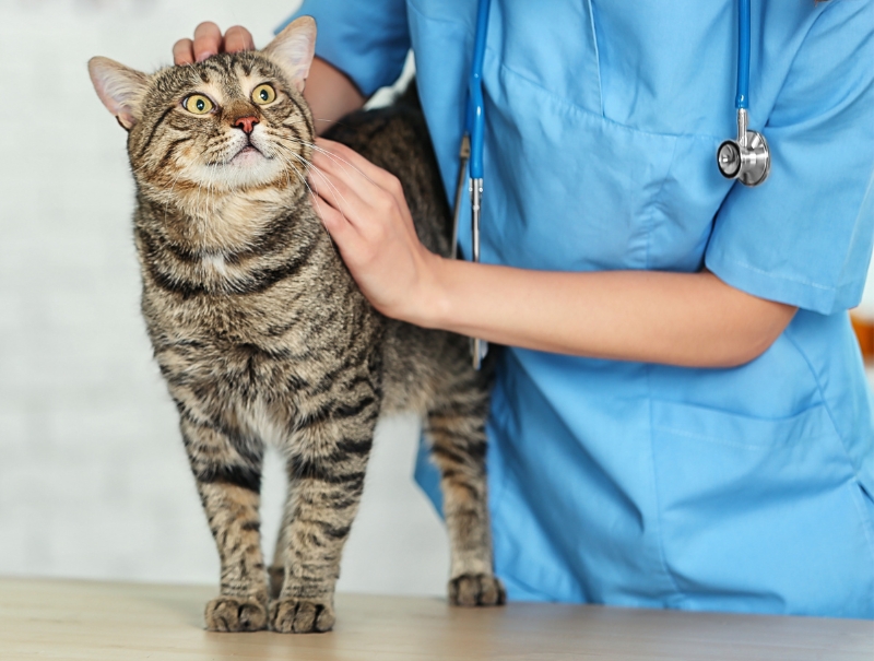 Veterinary Jobs in Riverton