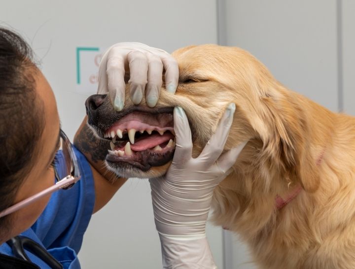 pet dentist $City