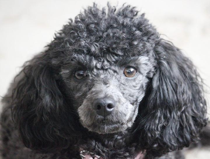 Laser Therapy for Pets