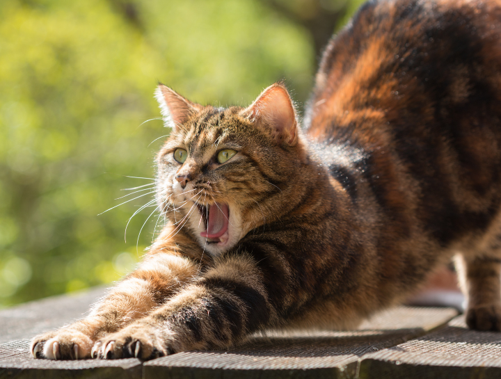 Feline Clawing Solutions