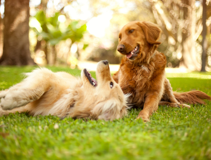 Canine Infectious Respiratory Disease