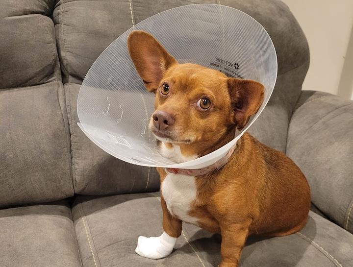 $City Veterinary Surgeries