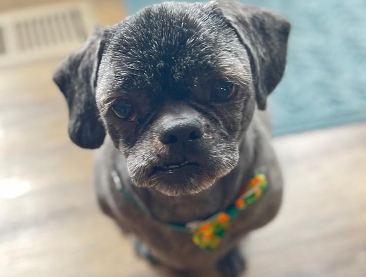 $City Elderly Dog & Cat Care